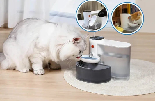 Comment hydrater mon chat naturellement : 7 astuces - Univers Chat Nature