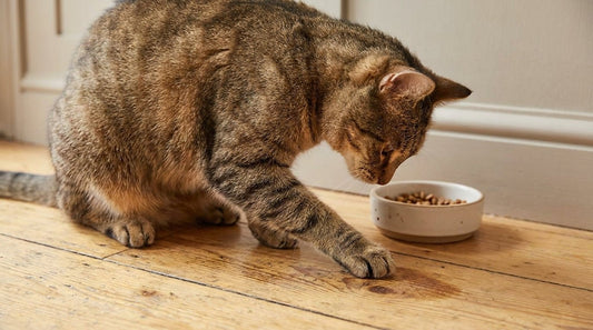 Pourquoi mon chat gratte autour de sa gamelle : 6 causes et solutions - Univers Chat Nature