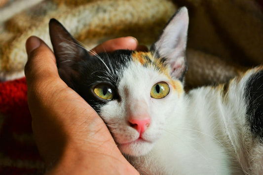 Mon chat mange trop vite et vomit : que faire ? - Univers Chat Nature