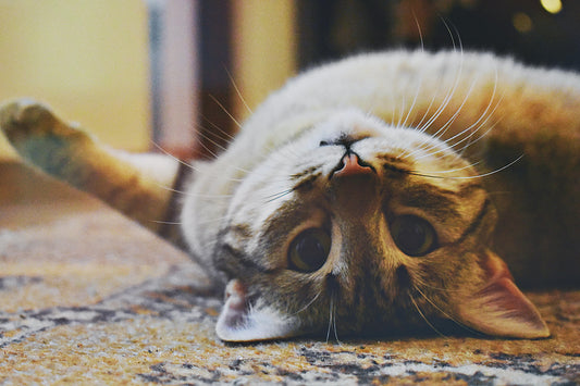 Pourquoi mon chat vomit après les repas ? Causes et solutions pratiques - Univers Chat Nature