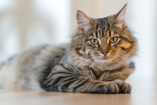 Chat qui vomit : gamelle anti-glouton ou ergonomique ? - Univers Chat Nature