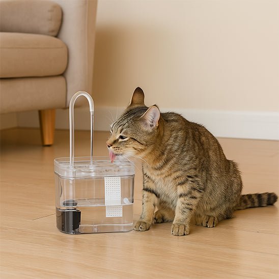 fontaine a eau chat aquainstinct chat canape mur