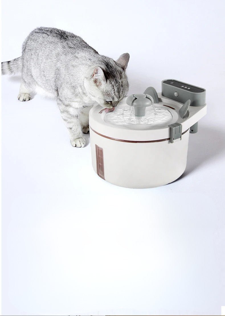 fontaine a eau chat avec capteur de mouvements distributeur eau fontaineaupur chat entrain de boir