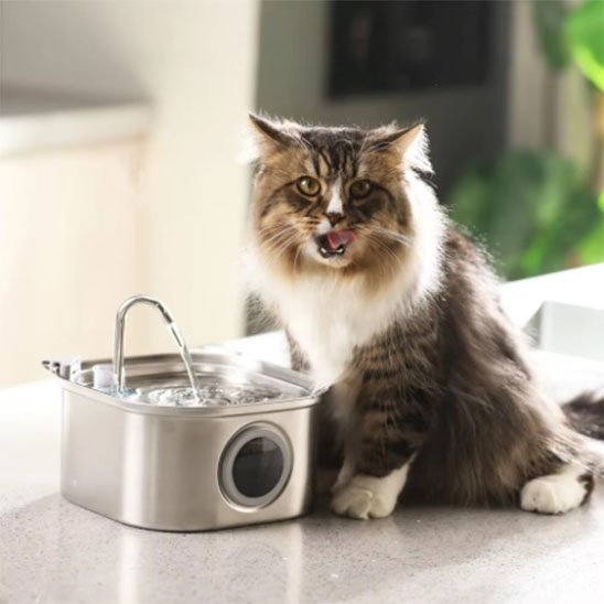 Fontaine a eau inox chat Clairéa™ en présence du chat main coon obserant après avoir but