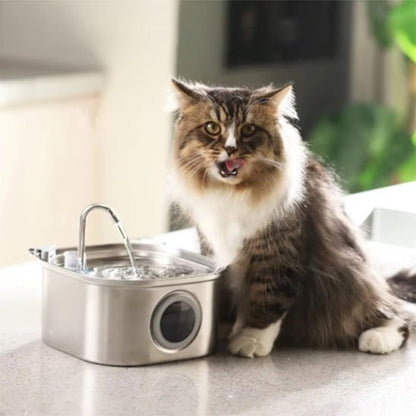 Fontaine a eau inox chat Clairéa™ en présence du chat main coon obserant après avoir but