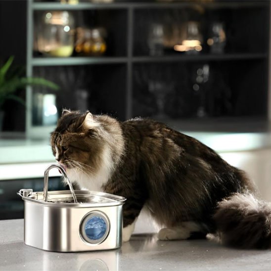Fontaine a eau inox chat Clairéa™ sur une cuisine française entrain de s'abreuver 
