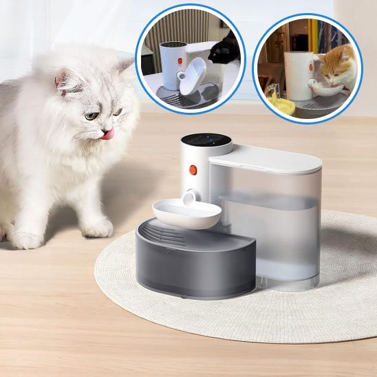 fontaine a eau silencieuse pour chat felifresh chat langue