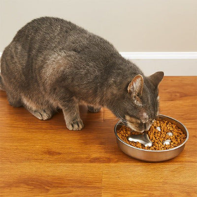 Gamelle anti glouton chat à coté d'un mur avec chat qui mange