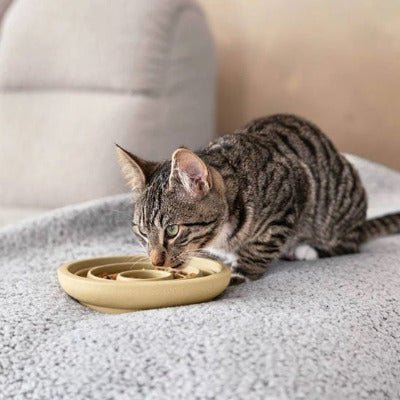 Gamelle chat anti glouton PetEat™ sur une tapis dans un appartement - Univers Chat Nature
