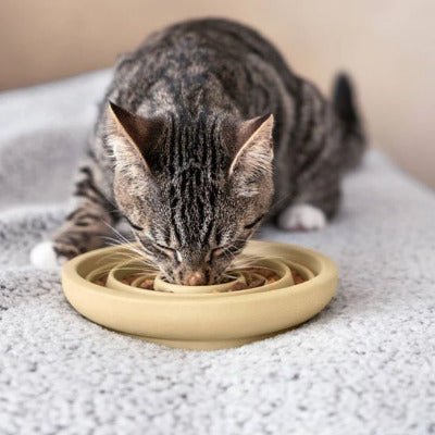Un chat européen mangeant paisiblement dans la gamelle chat anti glouton PetEat™ - Univers Chat Nature